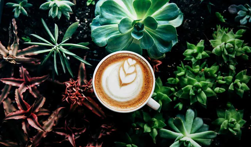 alkaline water makes my coffee taste better