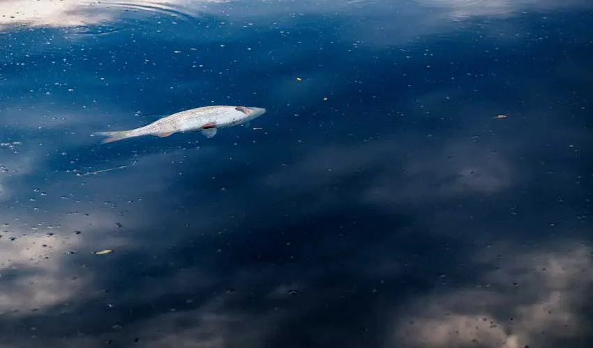 what makes microplastics so destructive what makes microplastics so destructive